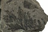 Fossil Leaf (Chamaecyparis) - McAbee, BC #226071-1